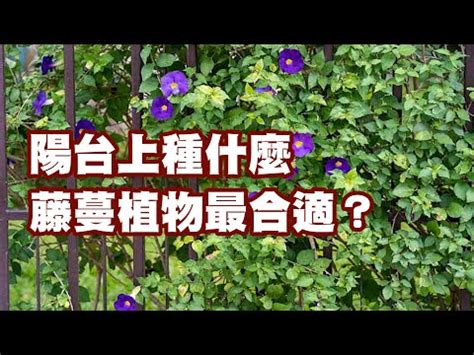 攀藤類植物|臺灣藤蔓植物特展